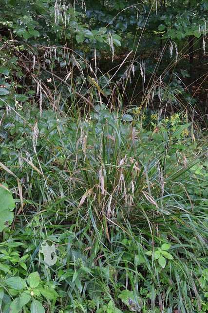 Wald-Zwenke (Brachypodium sylvaticum) (1)