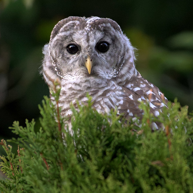 Backyard Barred Owl