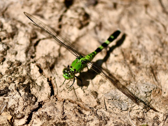 My 3rd Attempt at Cutting Edge Dragonfly Photography
