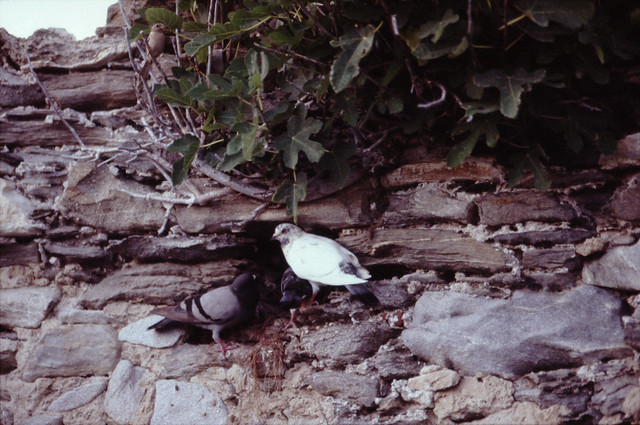 pigeon nest of the castle