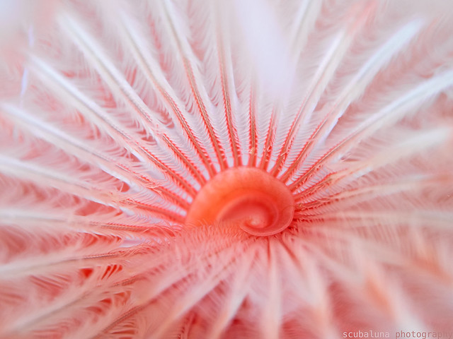 Feather Duster Wurm Reef Art