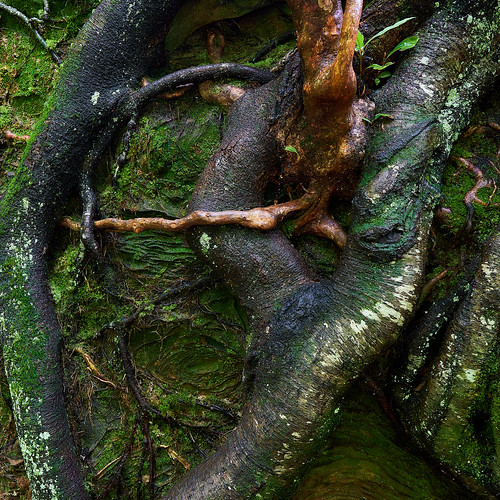 Clinging Roots
