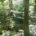 DSCN7964 Forest near the Lost Creek Yurt
