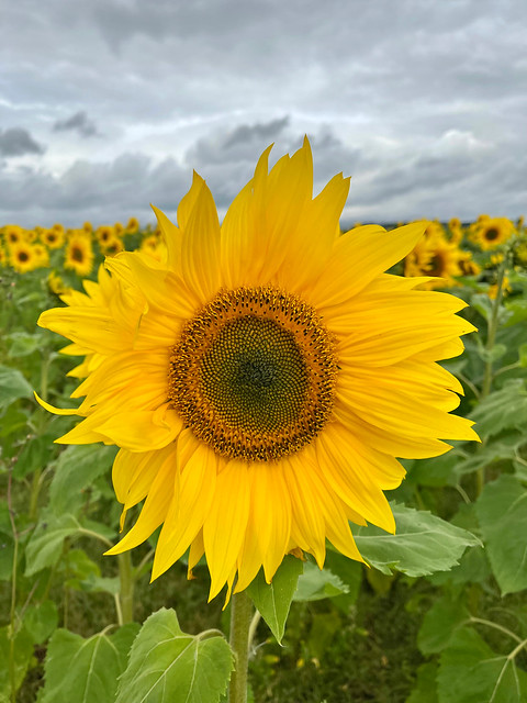 Sunflower, Tibbermore, Scotland