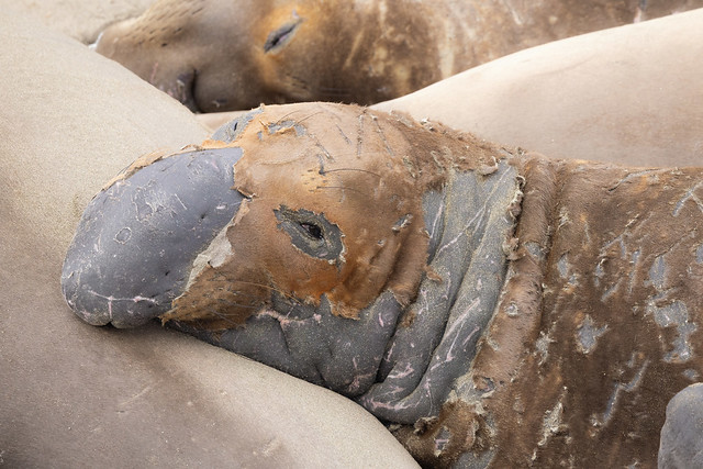 Northern Elephant Seal---Mirounga angustirostris