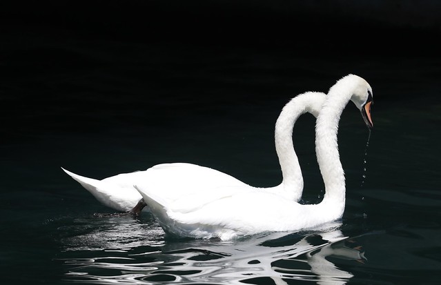 swan life