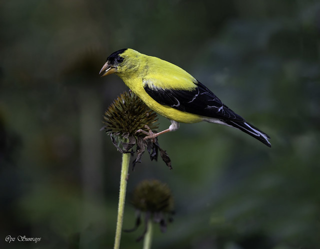 Summer highlight - Goldfinch