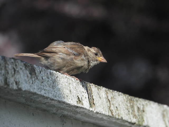 Garden Sparrow