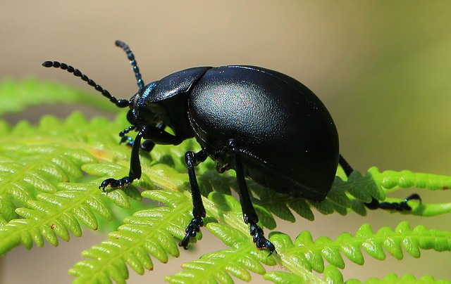 Bloody-nosed beetle-Timarcha tenebricosa- Wool Dorset-110823 (4)