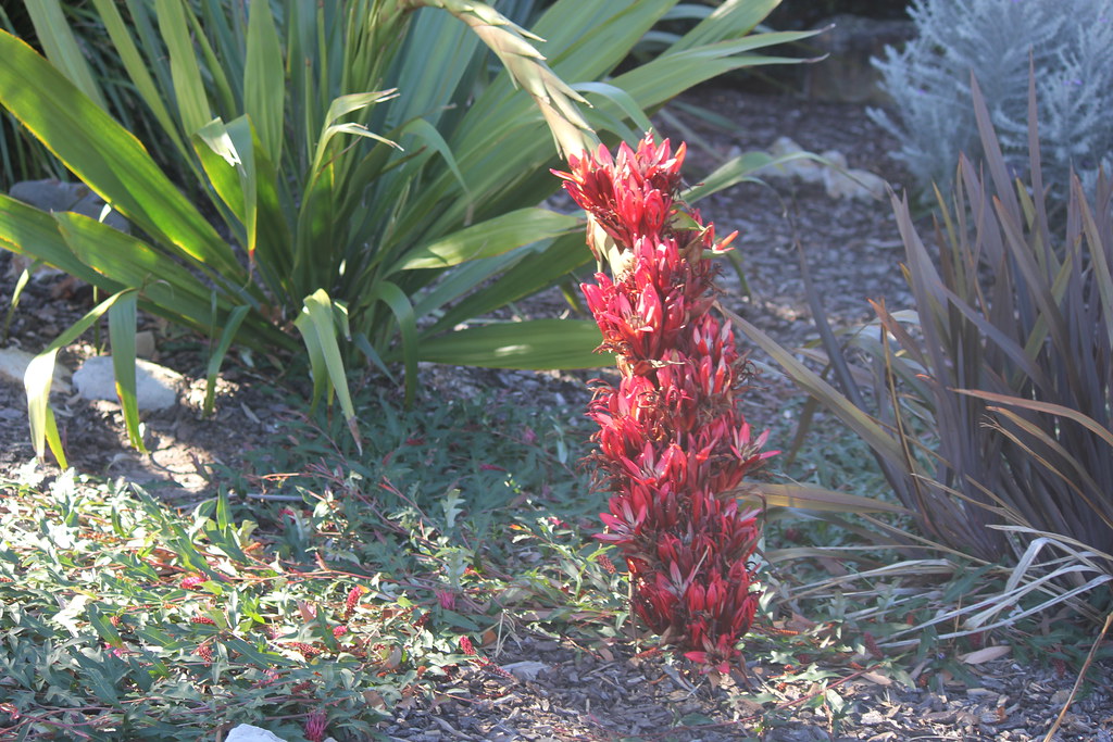 Gymea Lily from across the road