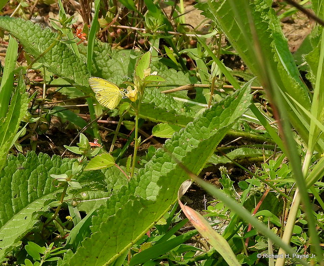 Little Yellow/ Little Sulphur_N8599