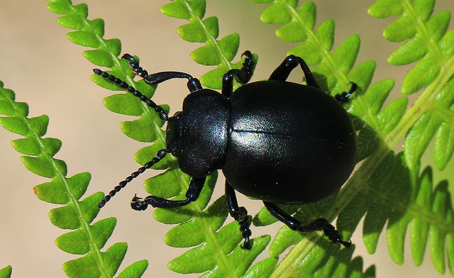 Bloody-nosed beetle-Timarcha tenebricosa- Wool Dorset-110823 (9)