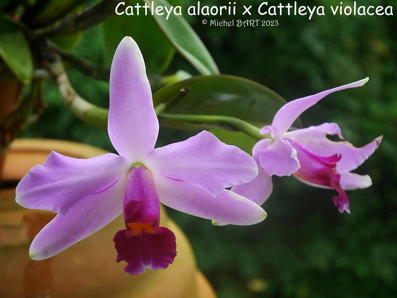  Cattleya alaorii x Cattleya violacea  ....nommé en hommage Cattleya "Brigitte Meyer" 53129277273_2cde6ba0ba_c