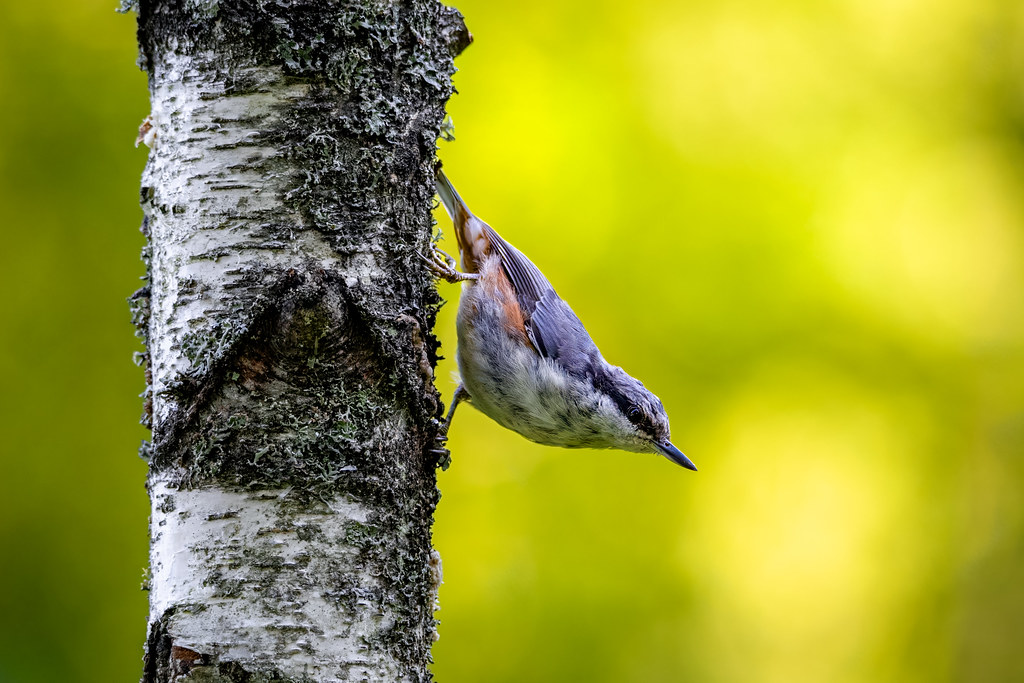 Nuthatch on the way down (Explore)