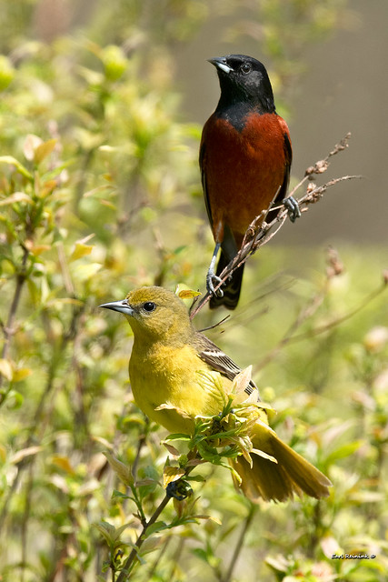 Orchard Oriole pair