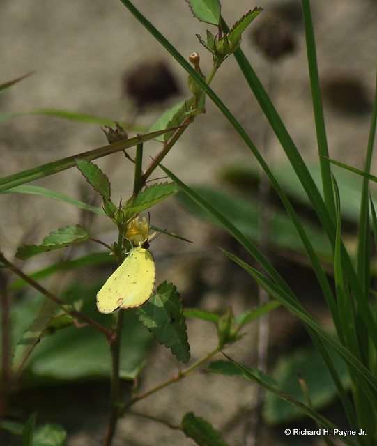Little Yellow/ Little Sulphur_1539_01-001
