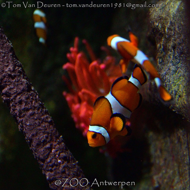 driebandanemoonvis - Amphiprion ocellaris - ocellaris clownfish