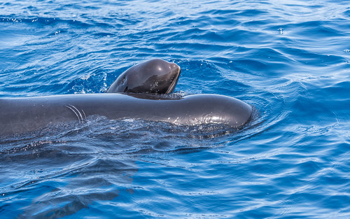 Long-finned pilot-whale - Globicephala melas - Griend