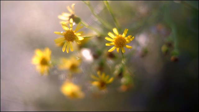 Meadow flowers / Wiesenblumen