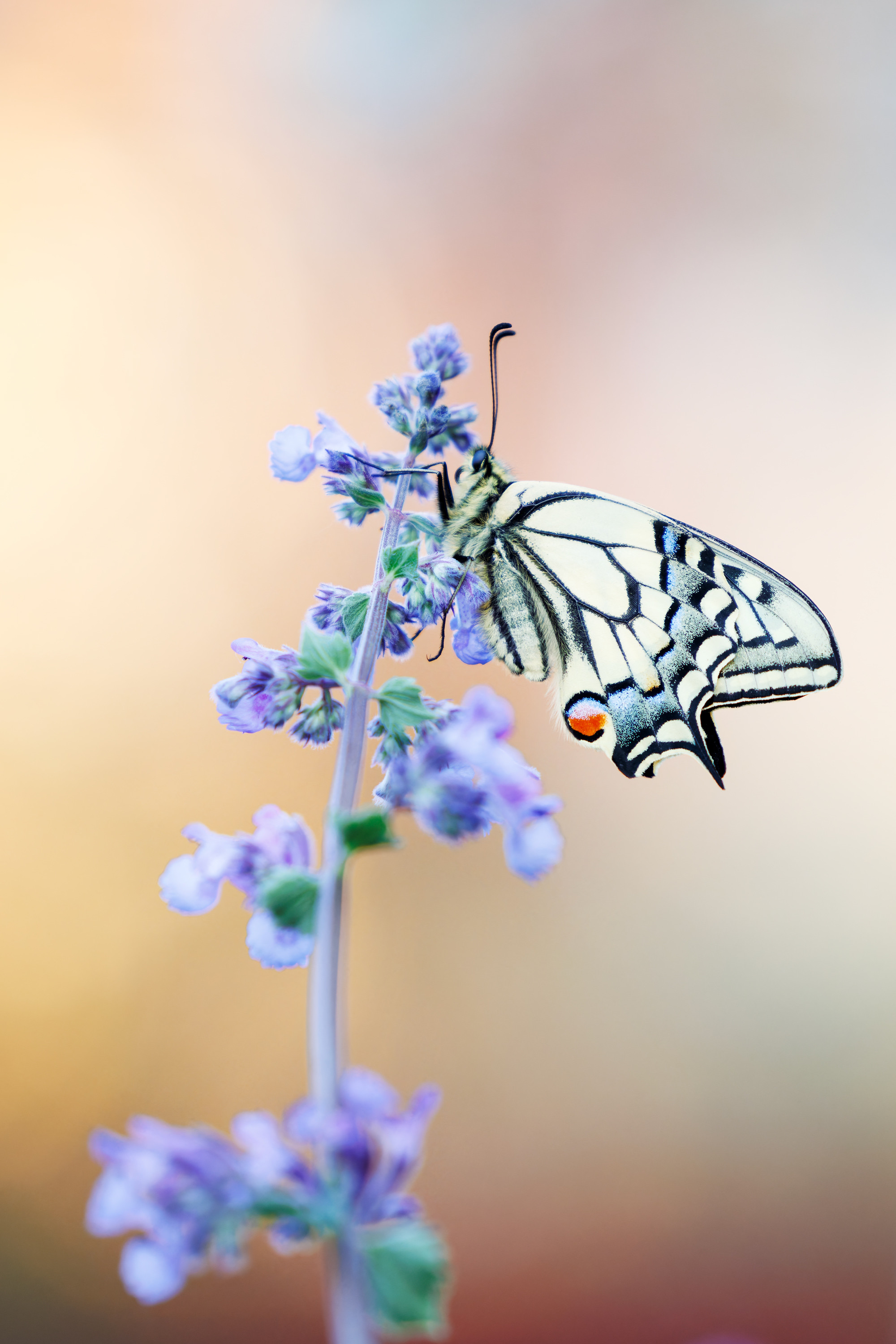 Papilio machaon | makaonfjäril | Swallowtail