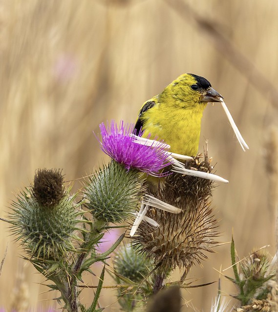 Goldfinch on thistle (series of 3)