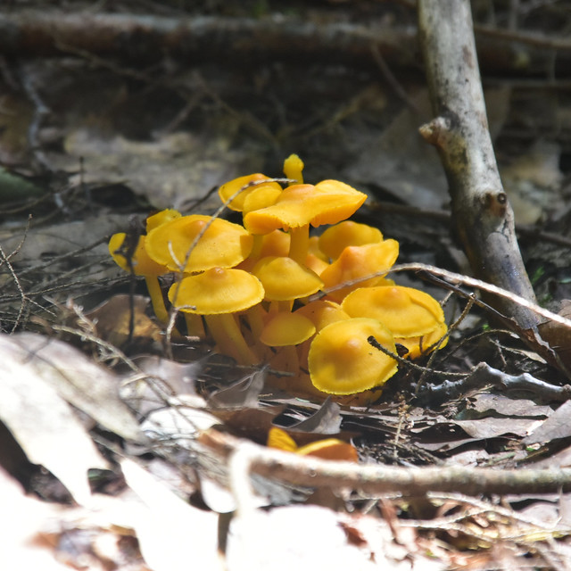 August Mushrooms of the Berkshires