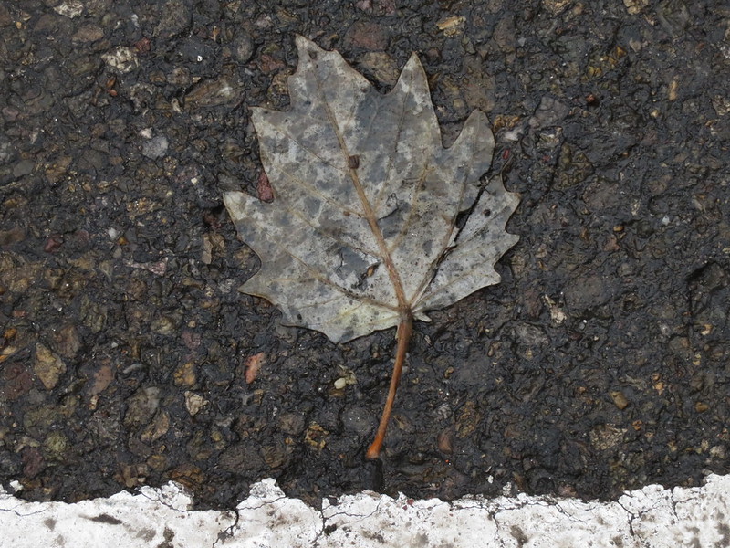The Dead Leaf We'll Be