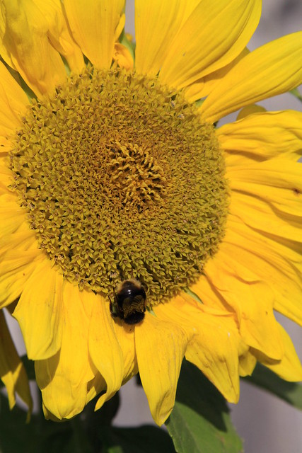 Sunflower & Bee (33/52)