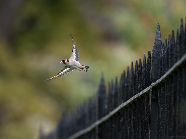 Goldfinch takeoff