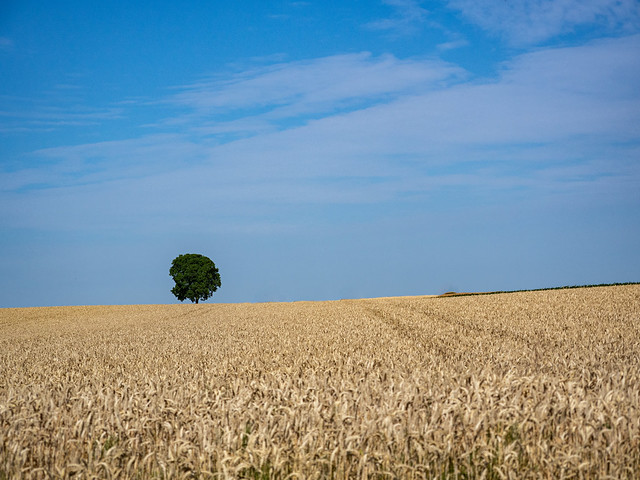 árbol en el horizonte