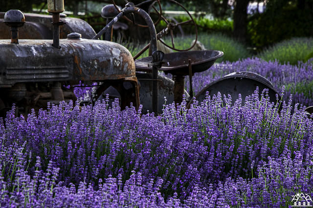 Tractor and Lavender