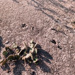 Cactus in the Mud 