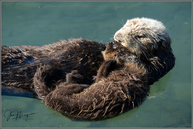 Sea Otter and Her Pup 7991