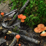 August Mushrooms of the Berkshires 