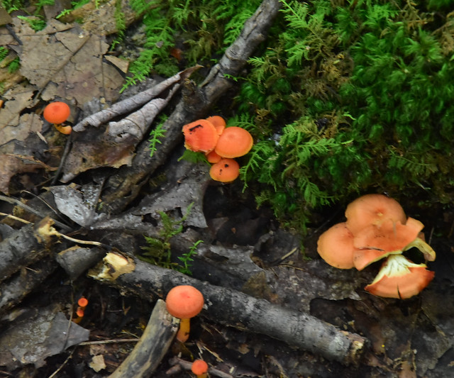 August Mushrooms of the Berkshires