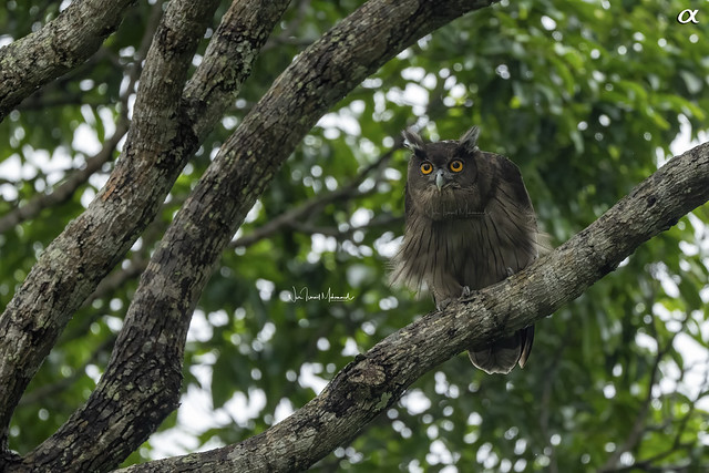 Dusky eagle-owl