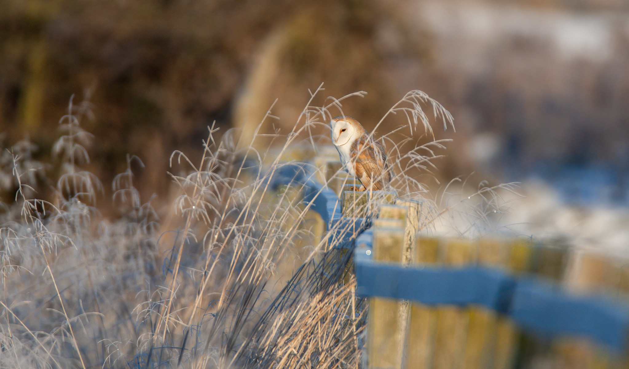 Barn Owl feeding - reprocessed from 2010