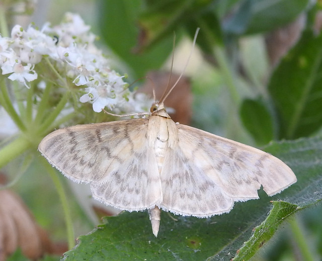 Mother of Pearl moth nectaring.