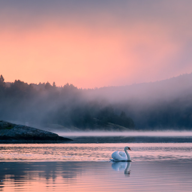 swan on a foggy morning