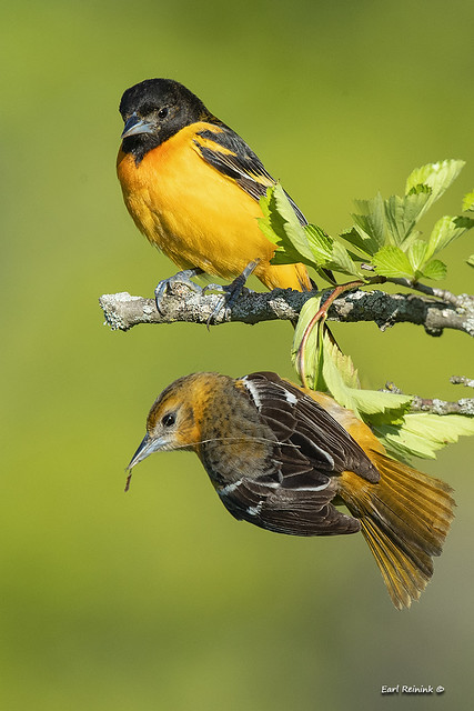 Northern Oriole pair.