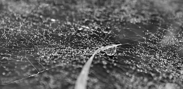 Spiders Universe of Drops