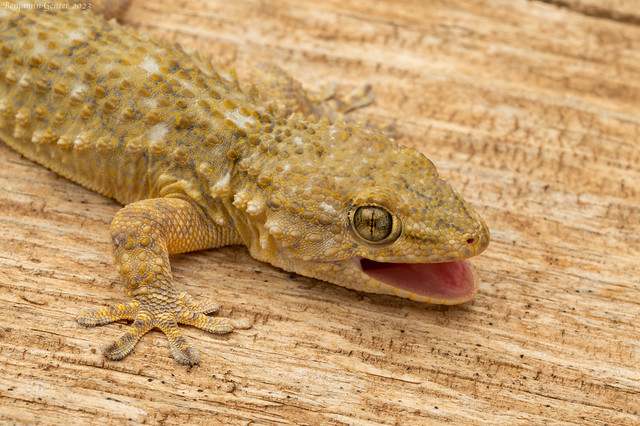 Moorish Gecko (Tarentola mauritanica)