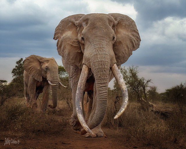 Elephants Approach (1 of 1)