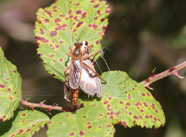 Buksbomhalvmøl (Tree Box Moth / Cydalima perspectalis)