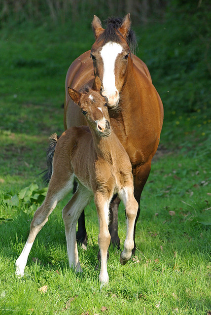 Mum and foal
