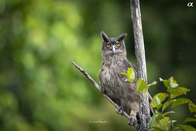 Dusky eagle-owl