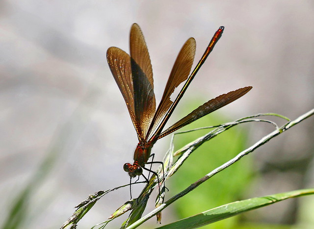 Calopteryx haemorrhoidalis ssp. occasi
