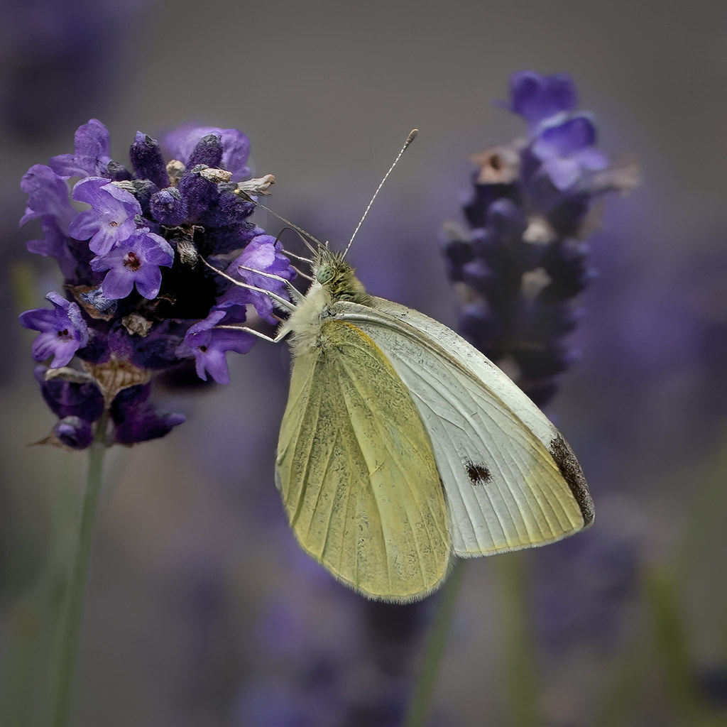 Small White on Lavender