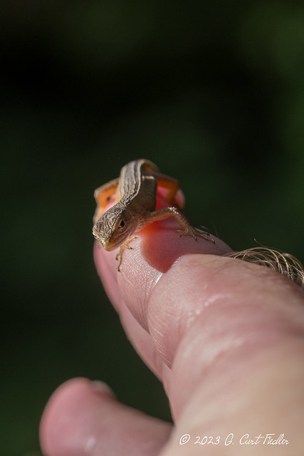 Small Japanese Grass Lizard