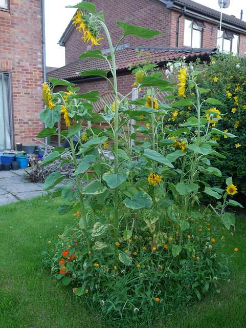 Sunflowers in the Back Garden